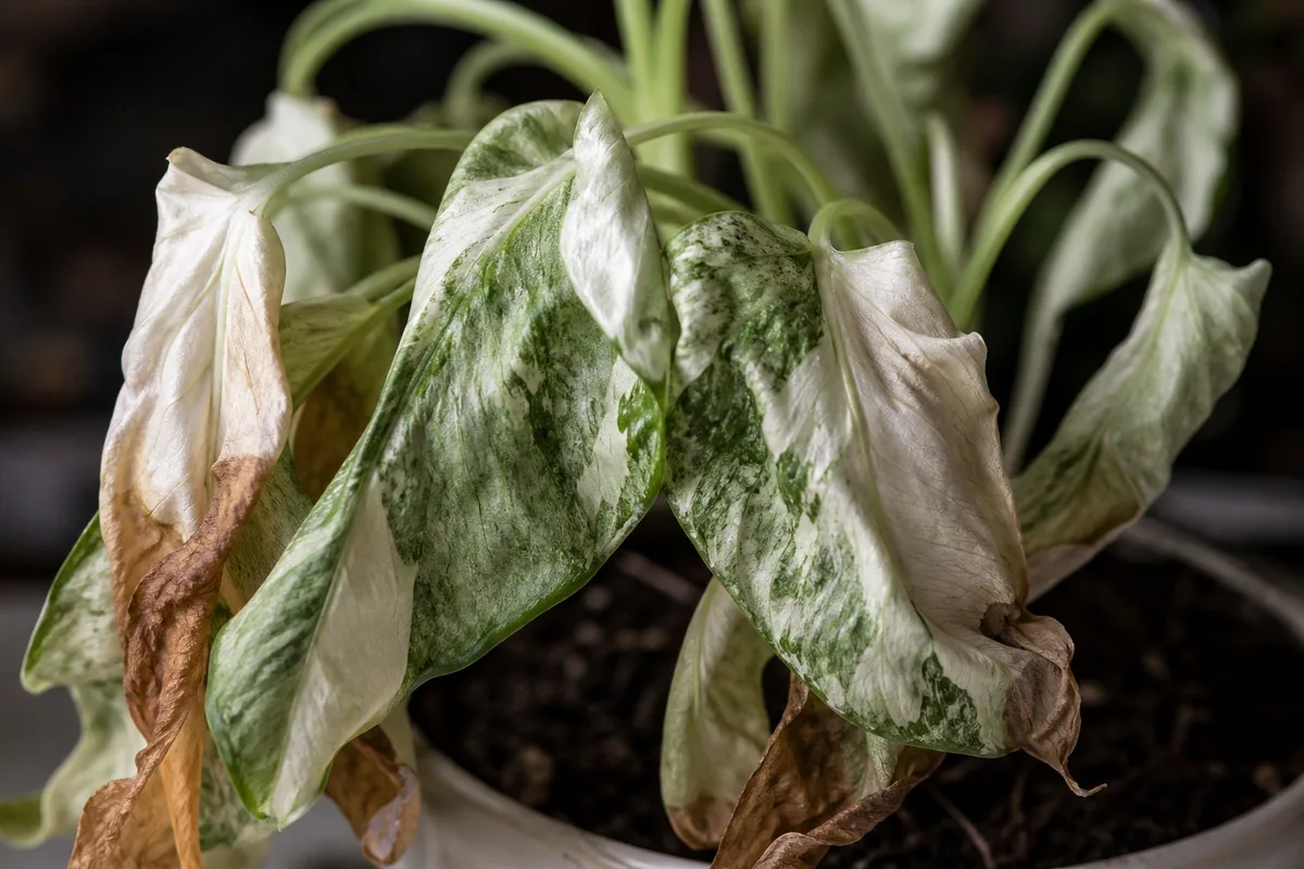 Close-up of Wilting on Syngonium Albo - diagnostic detail
