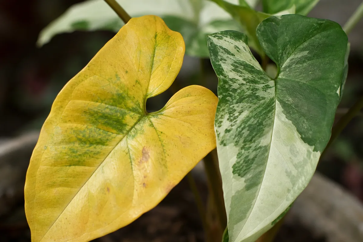 Close-up of Yellow Leaves on Syngonium Albo - diagnostic detail