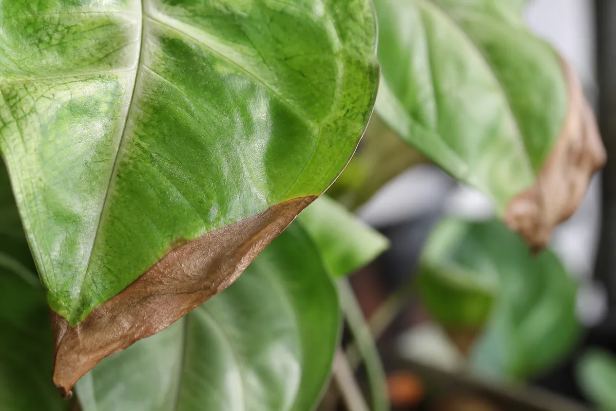 Close-up of Brown Tips on Syngonium - diagnostic detail