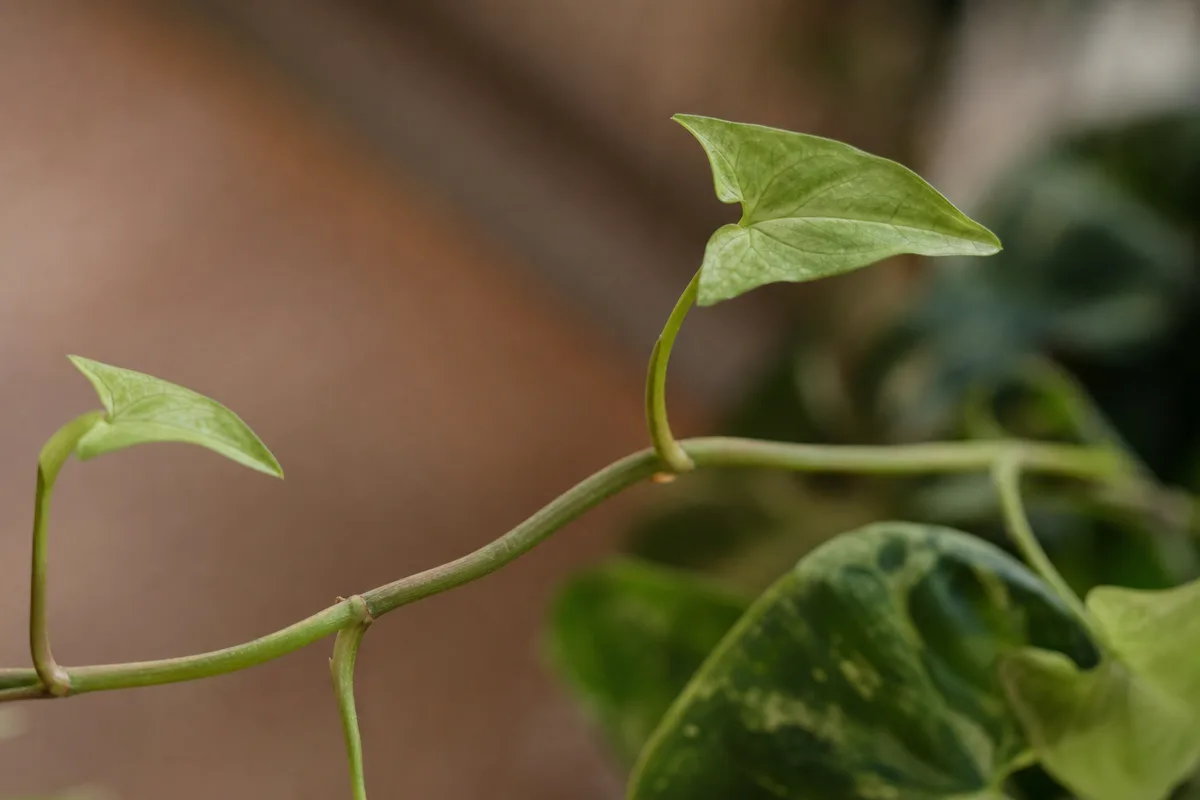 Close-up of Leggy Growth on Syngonium - diagnostic detail