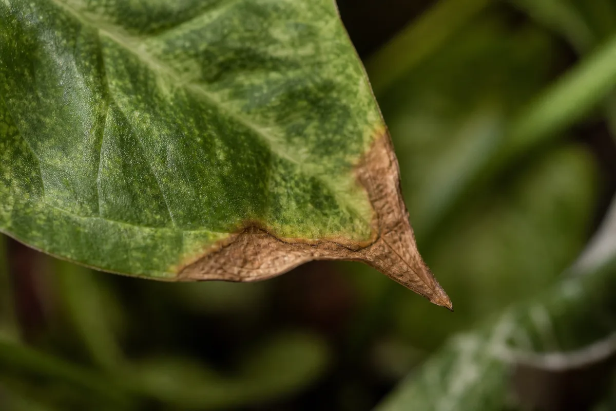Close-up of Low Humidity on Syngonium - diagnostic detail