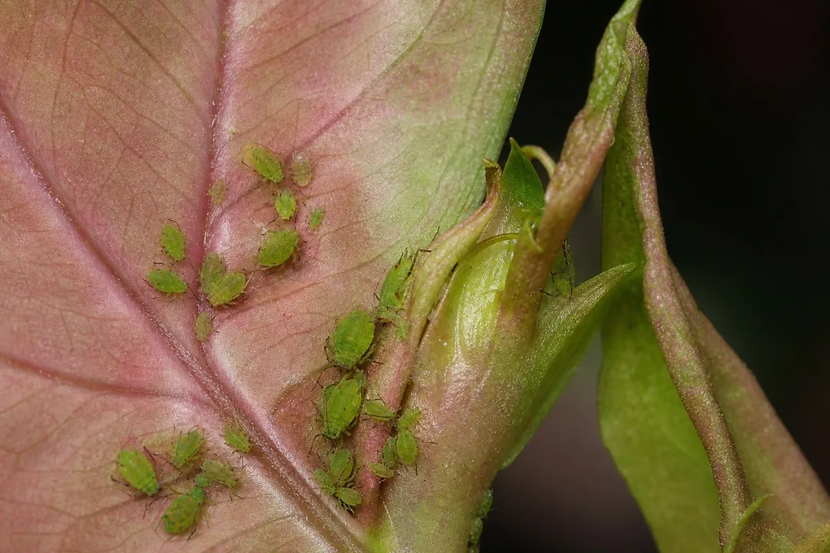 Close-up of Aphids on Syngonium Neon Robusta - diagnostic detail