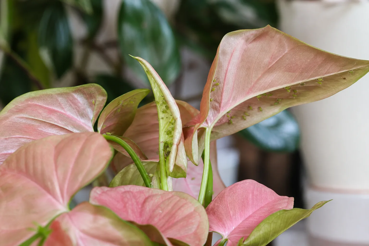 Aphids on Syngonium Neon Robusta - visible symptom on the plant
