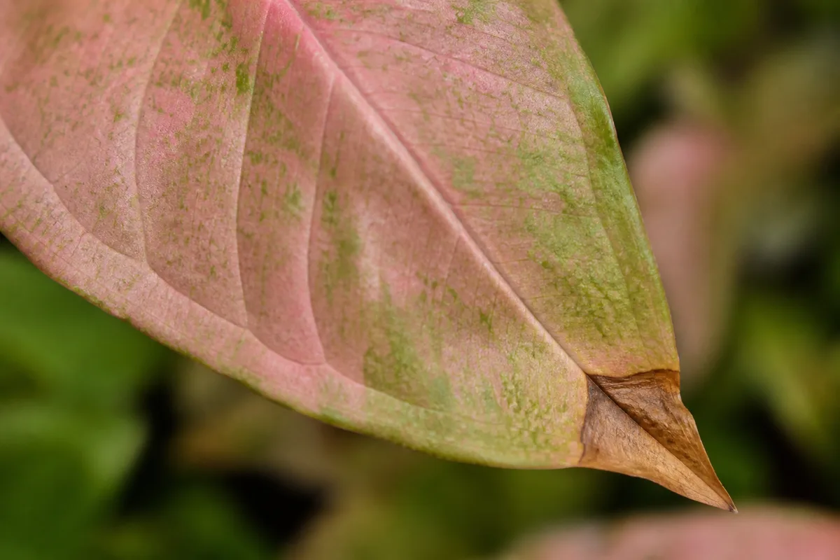 Close-up of Brown Tips on Syngonium Neon Robusta - diagnostic detail