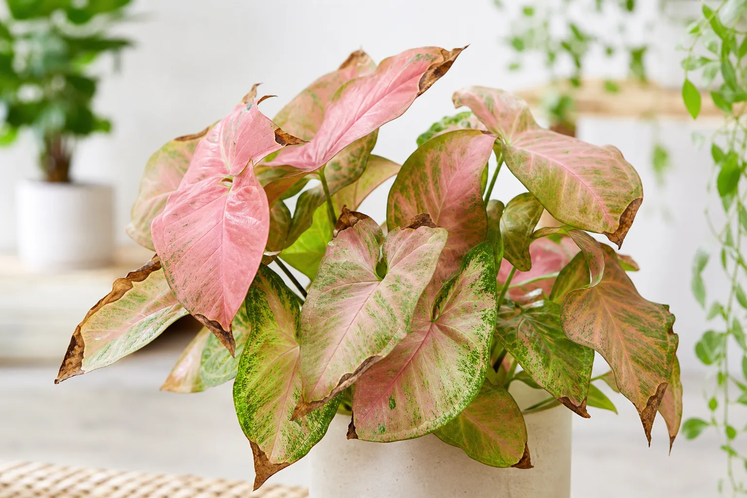 Brown Tips on Syngonium Neon Robusta - visible symptom on the plant