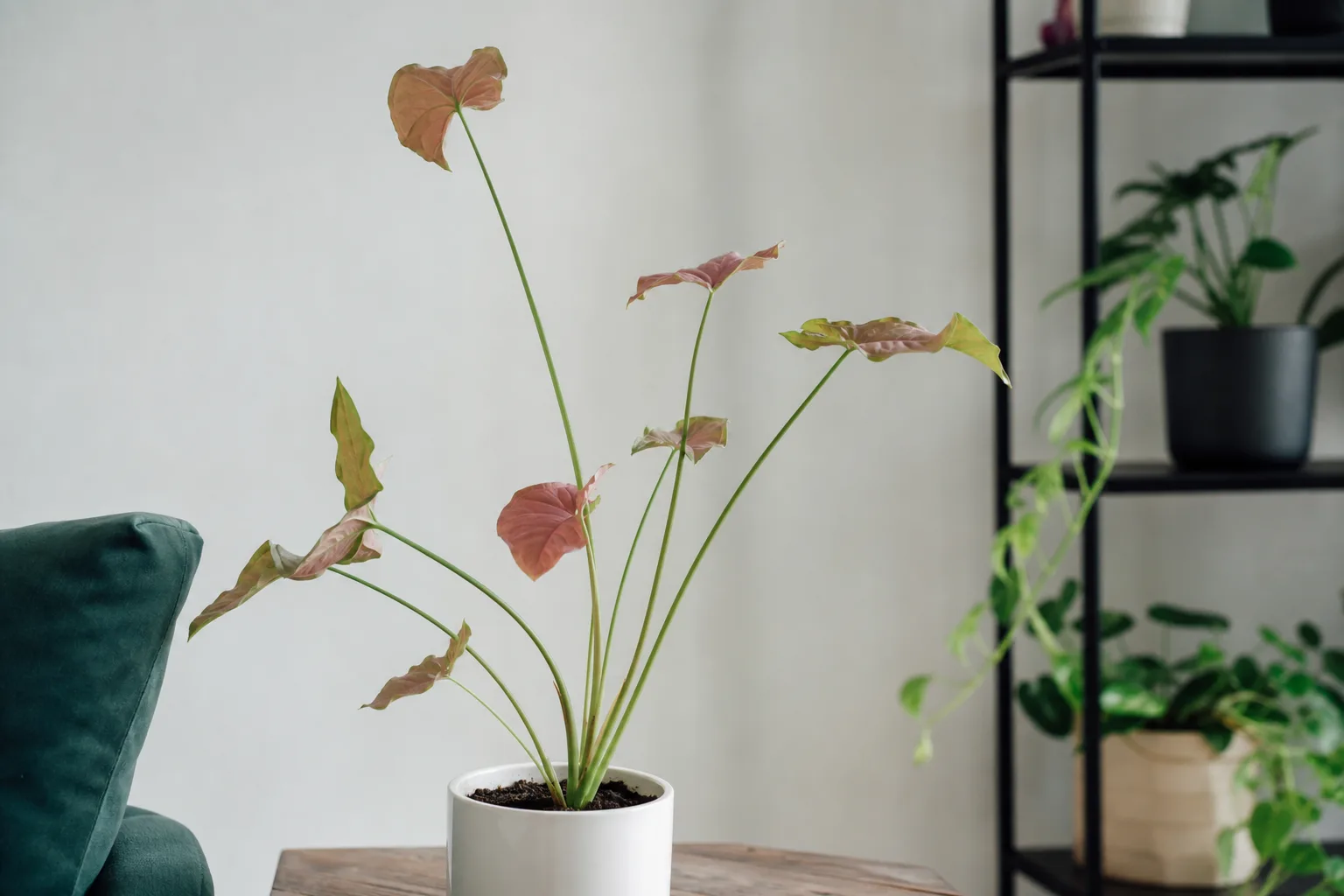 Leggy Growth on Syngonium Neon Robusta - visible symptom on the plant