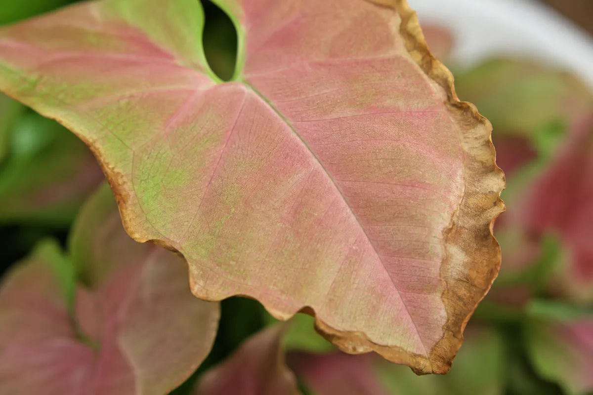 Close-up of Low Humidity on Syngonium Neon Robusta - diagnostic detail