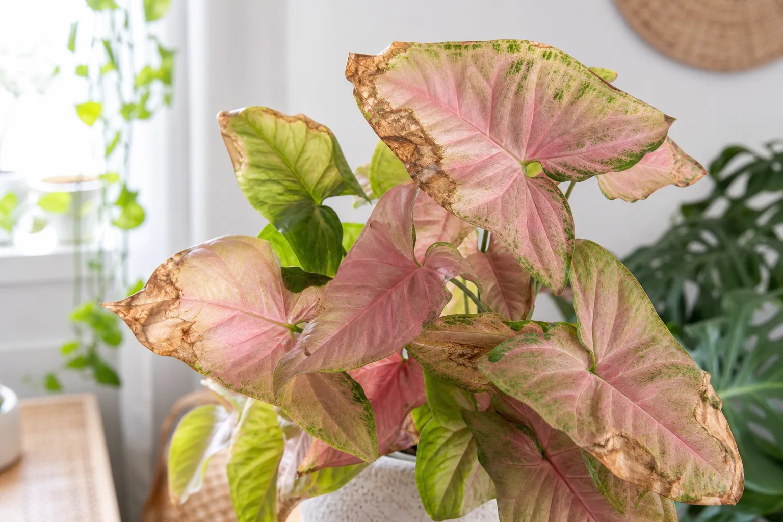 Low Humidity on Syngonium Neon Robusta - visible symptom on the plant
