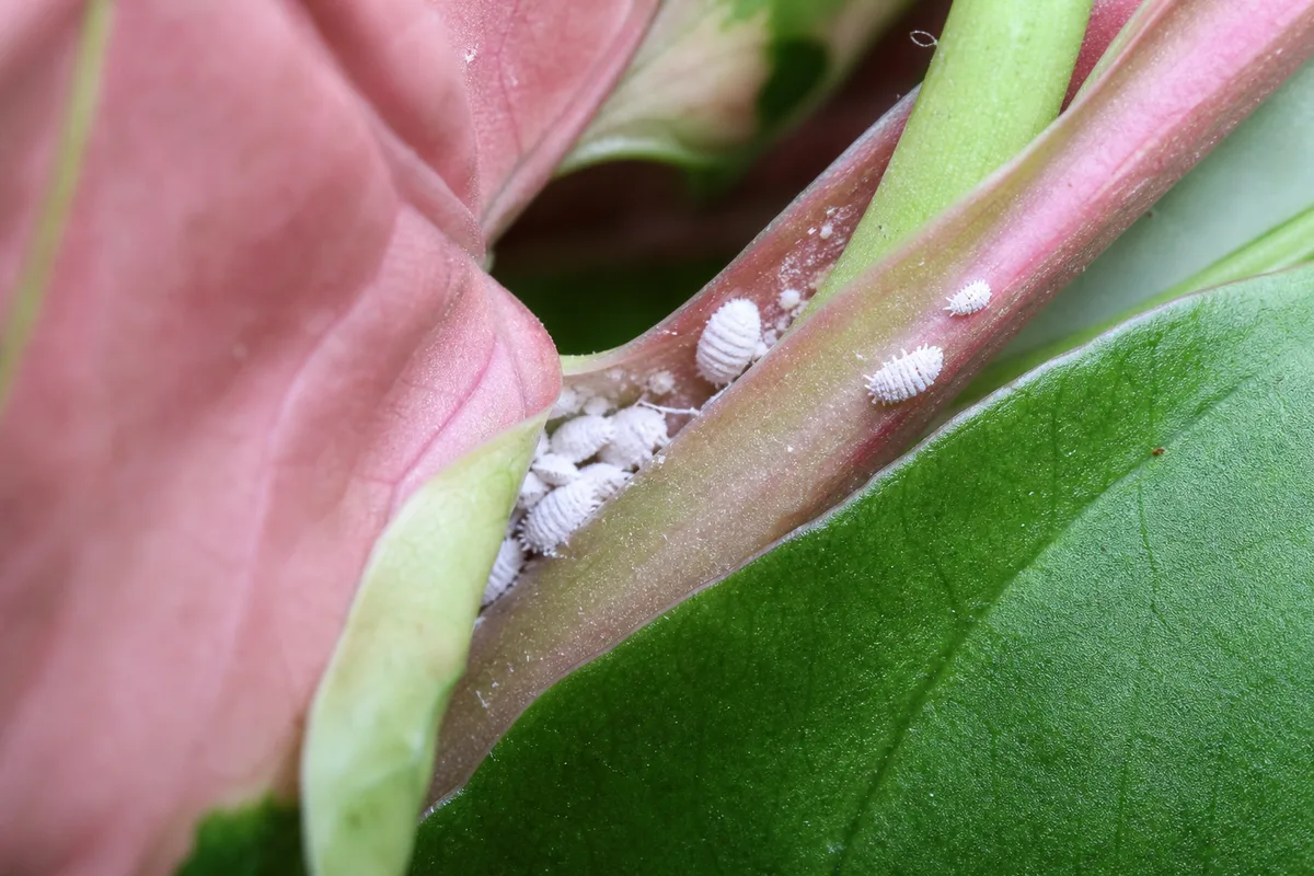 Close-up of Mealybugs on Syngonium Neon Robusta - diagnostic detail