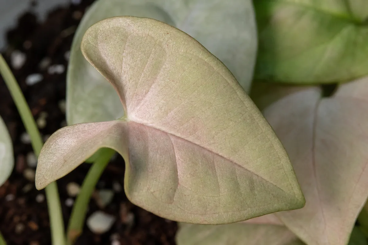 Close-up of Not Enough Light on Syngonium Neon Robusta - diagnostic detail