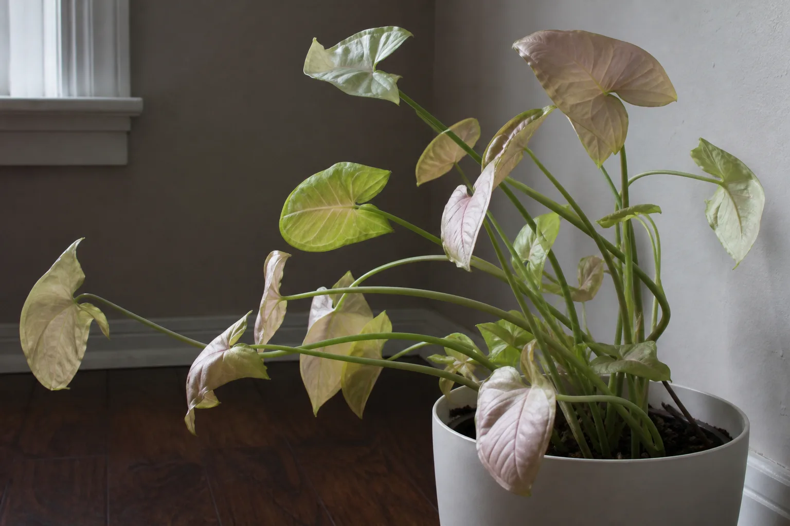 Not Enough Light on Syngonium Neon Robusta - visible symptom on the plant