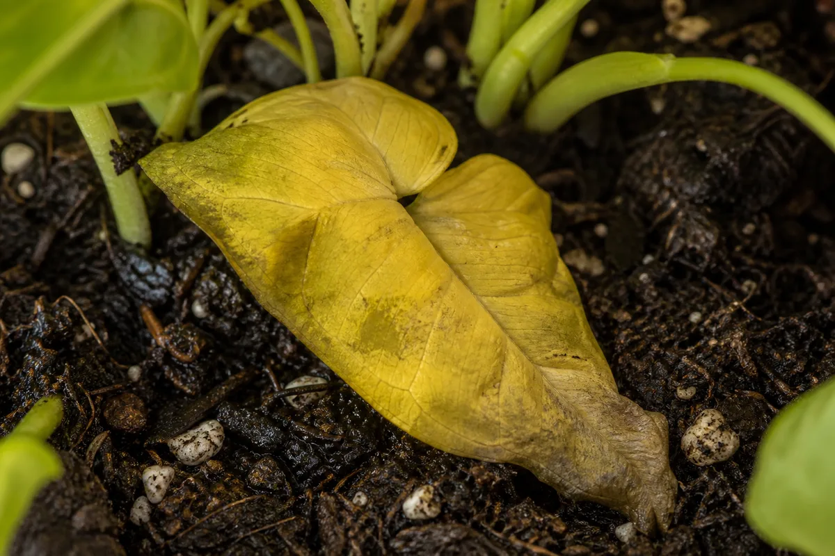 Close-up of Overwatering on Syngonium Neon Robusta - diagnostic detail