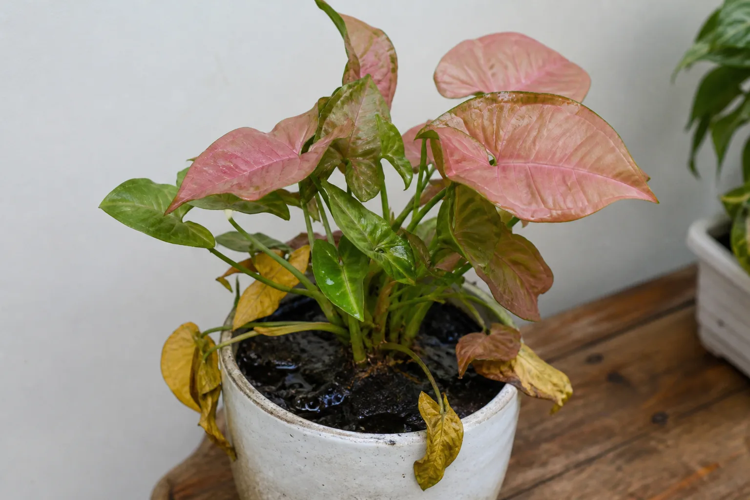 Overwatering on Syngonium Neon Robusta - visible symptom on the plant