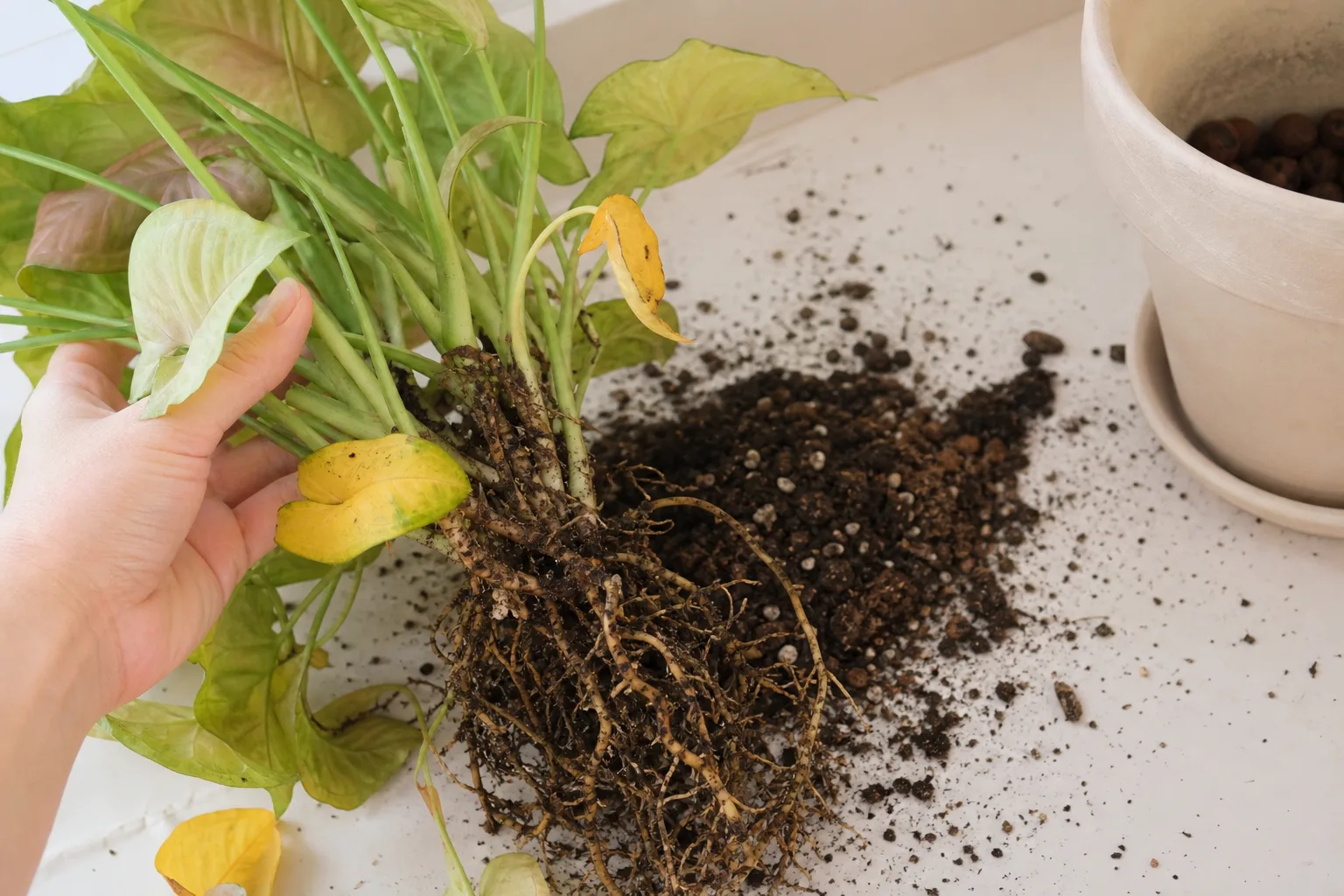 Root Rot on Syngonium Neon Robusta - visible symptom on the plant
