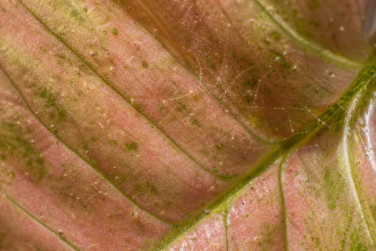 Close-up of Spider Mites on Syngonium Neon Robusta - diagnostic detail