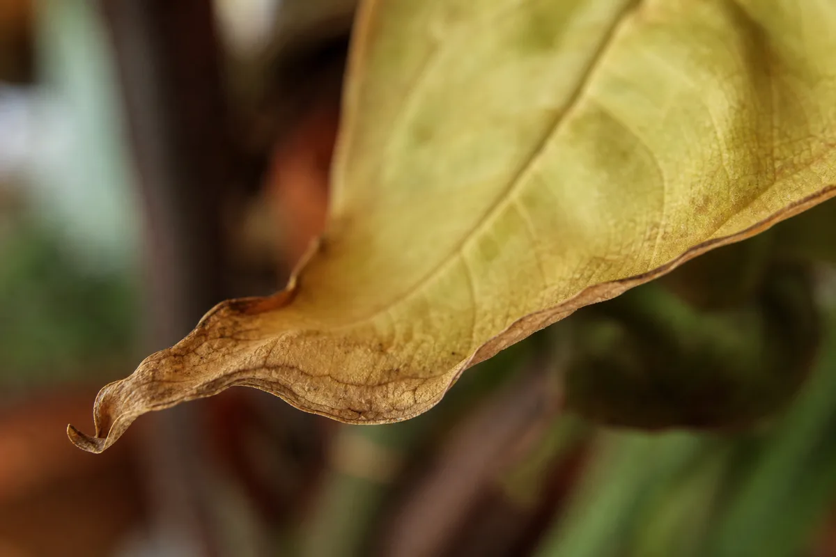 Close-up of dry, browned arrowhead vine leaf edges showing underwatering stress
