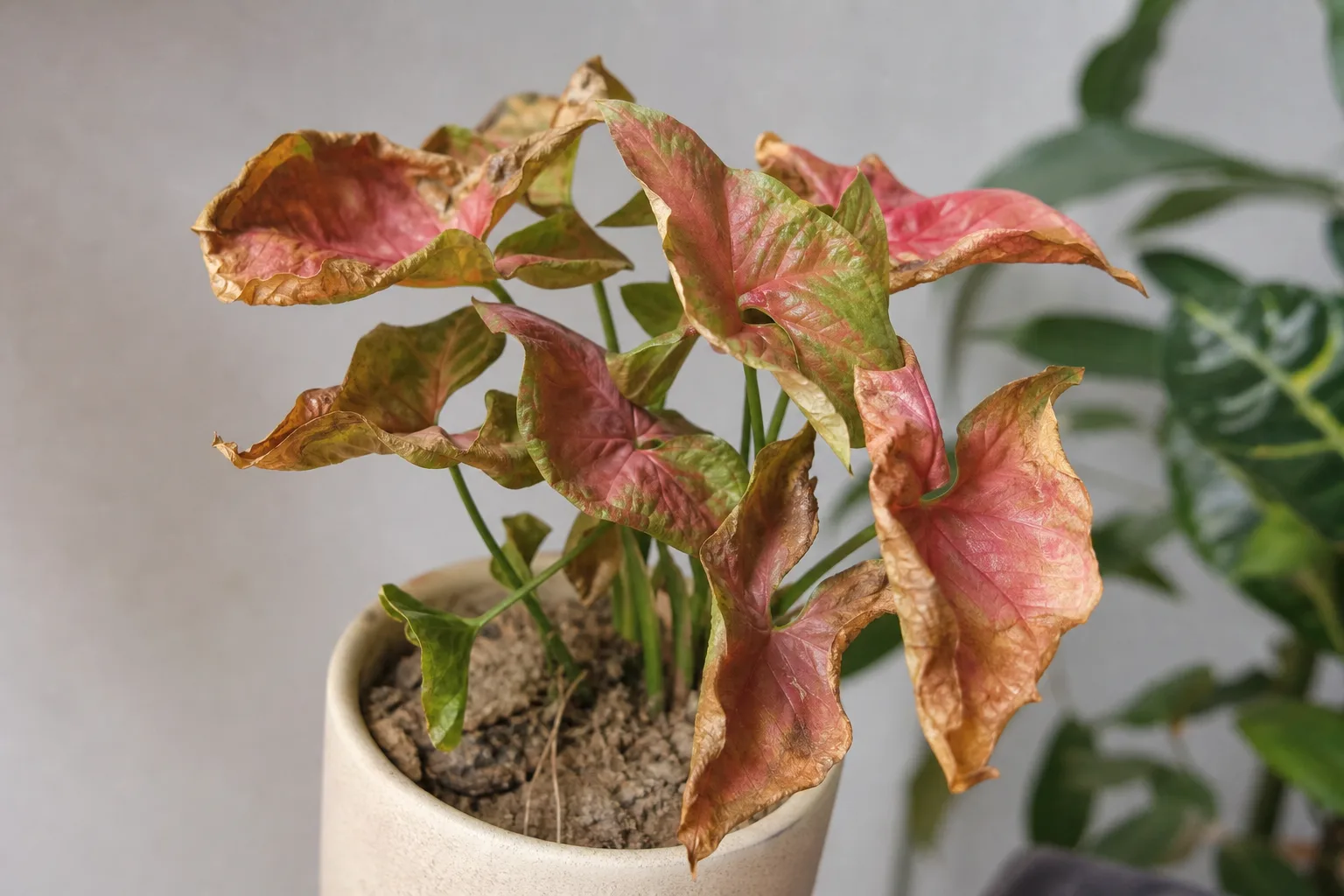 Underwatering on Syngonium Neon Robusta - visible symptom on the plant