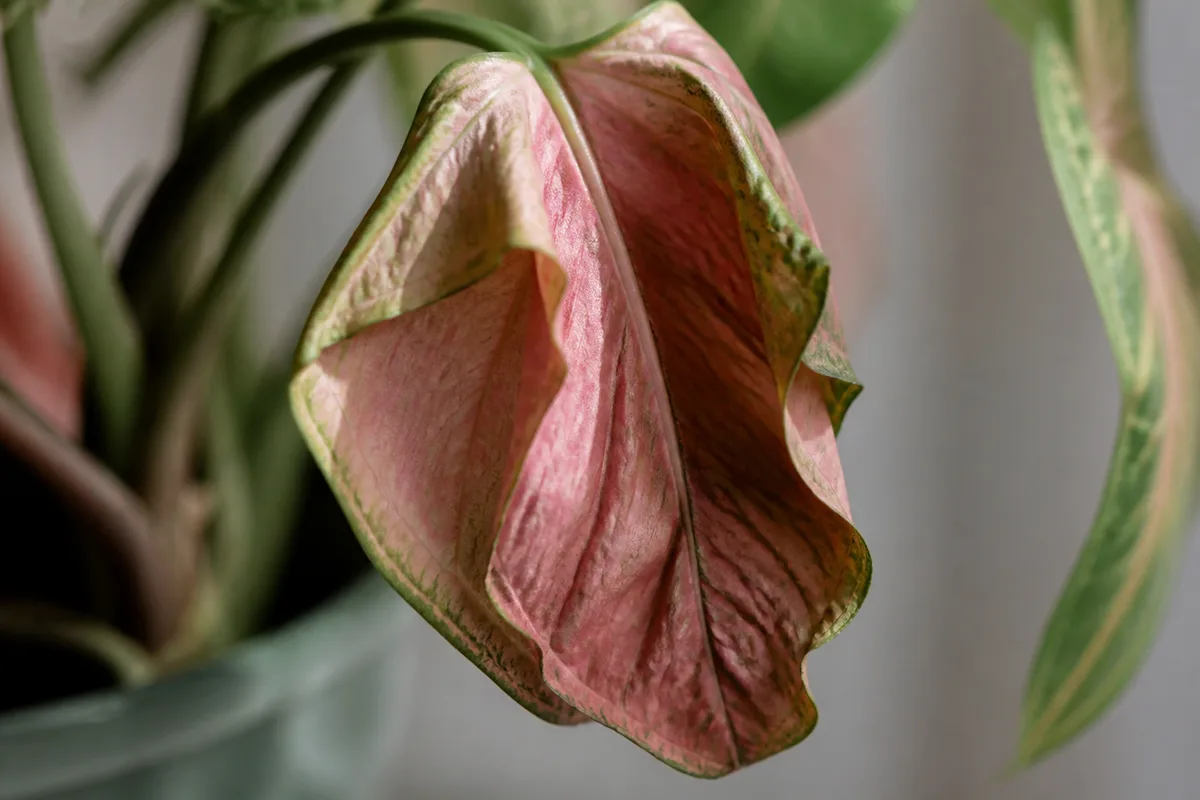 Close-up of Wilting on Syngonium Neon Robusta - diagnostic detail