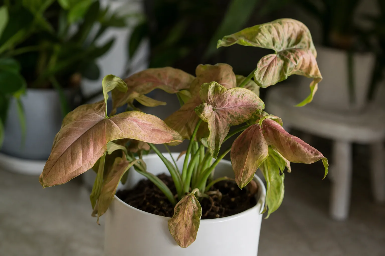 Wilting on Syngonium Neon Robusta - visible symptom on the plant