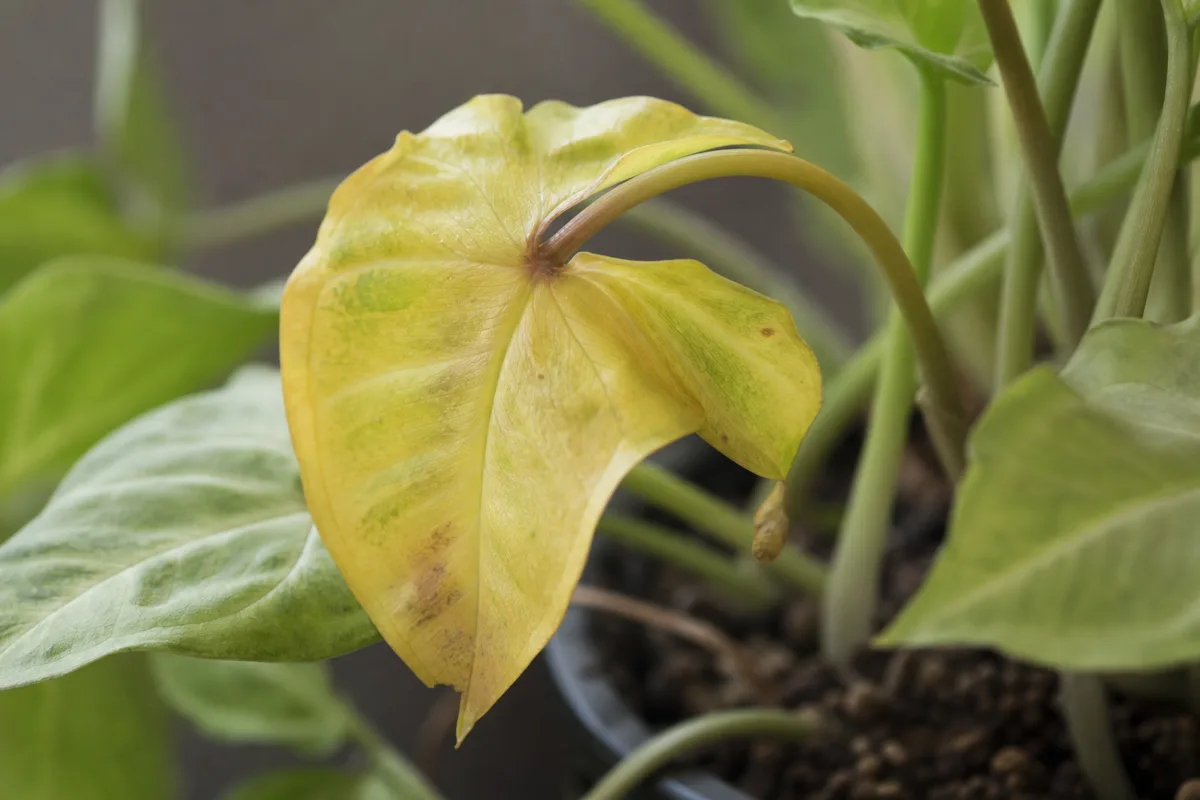 Close-up of Overwatering on Syngonium - diagnostic detail