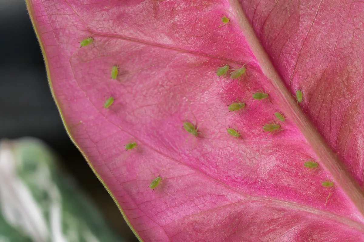 Close-up of Aphids on Syngonium Pink - diagnostic detail