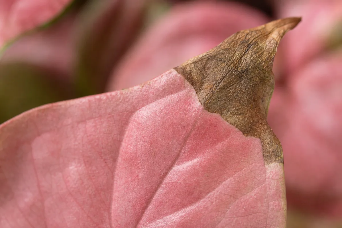 Close-up of Brown Tips on Syngonium Pink - diagnostic detail