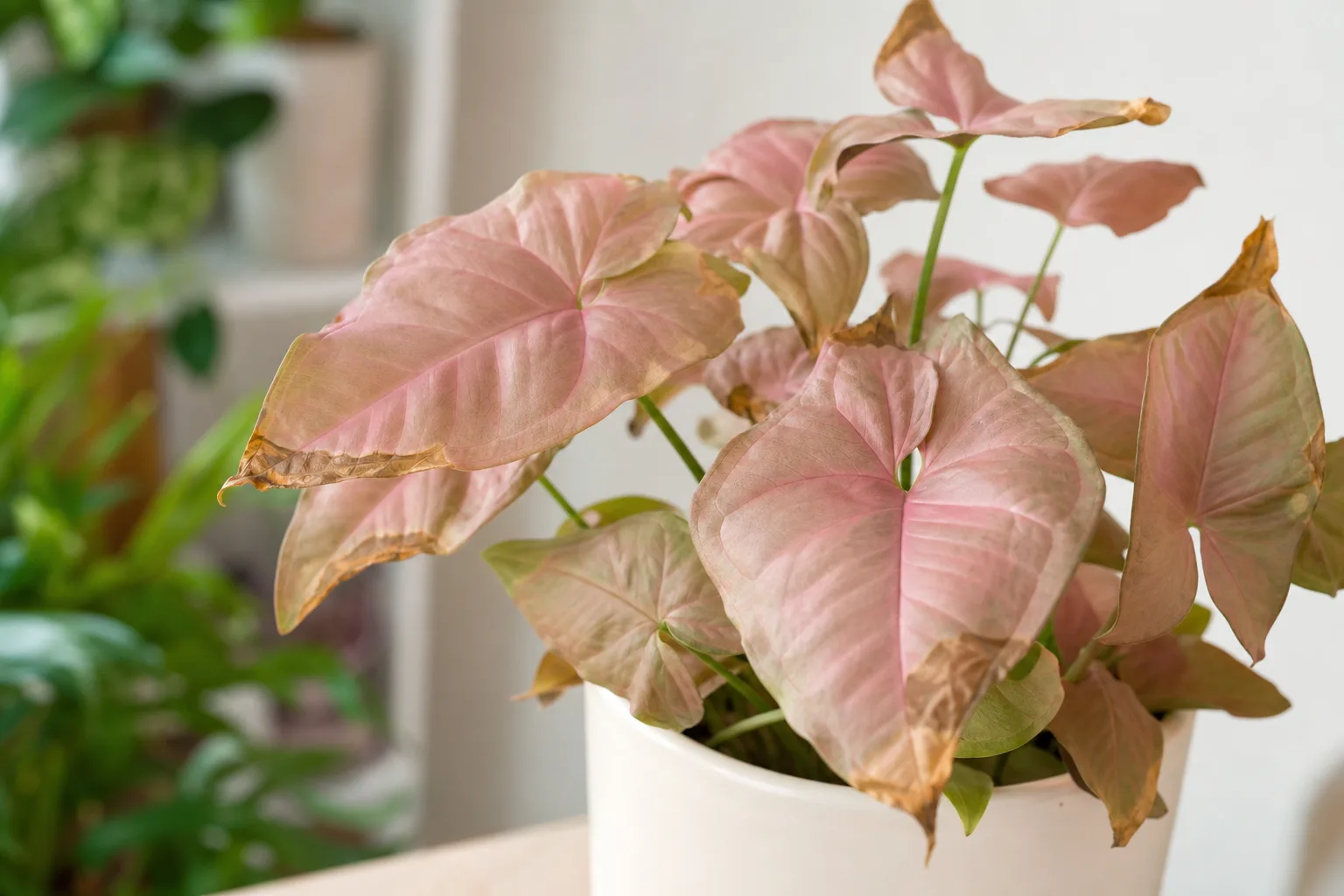 Brown Tips on Syngonium Pink - visible symptom on the plant