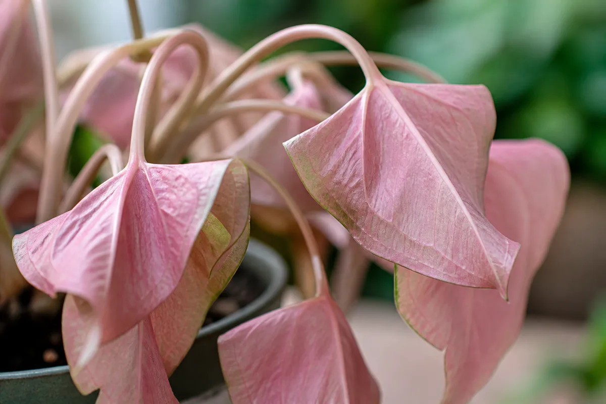 Close-up of Drooping Leaves on Syngonium Pink - diagnostic detail