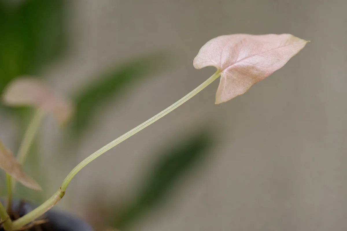 Close-up of Leggy Growth on Syngonium Pink - diagnostic detail