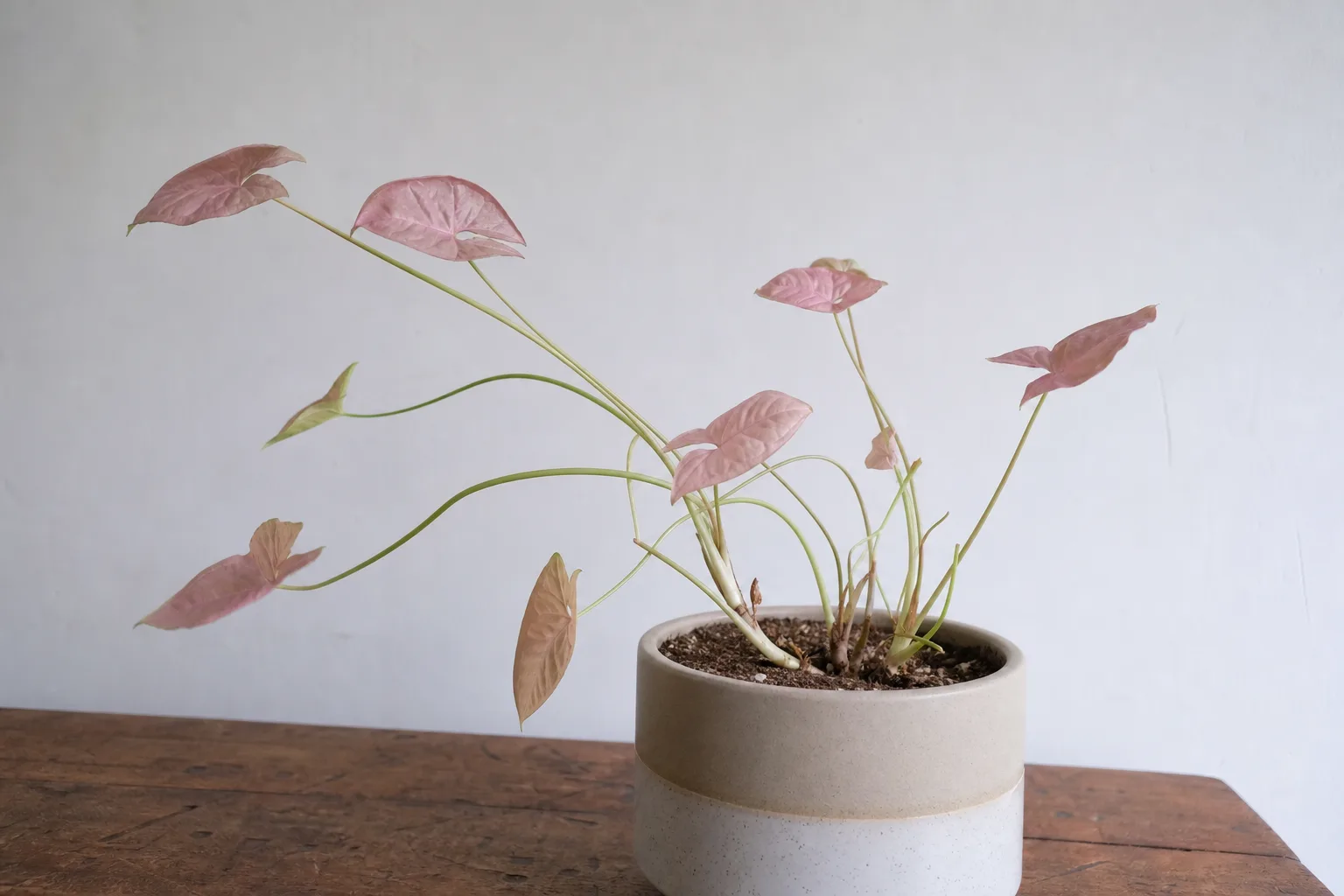 Leggy Growth on Syngonium Pink - visible symptom on the plant