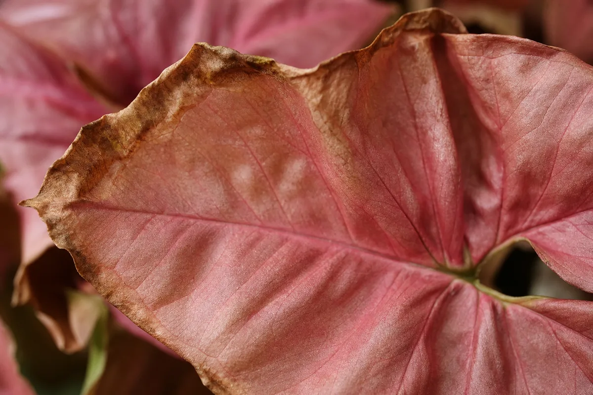 Close-up of Low Humidity on Syngonium Pink - diagnostic detail