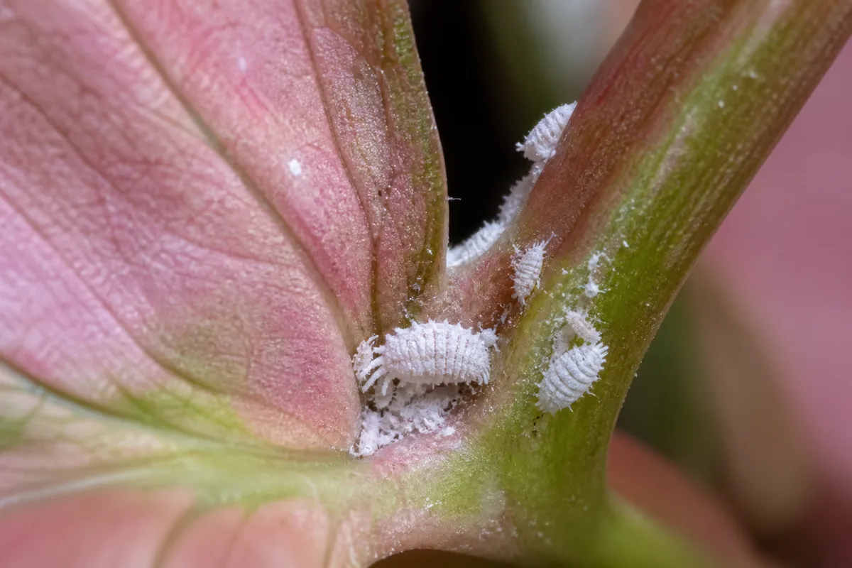 Mealybugs clustered at an arrowhead vine leaf and stem joint