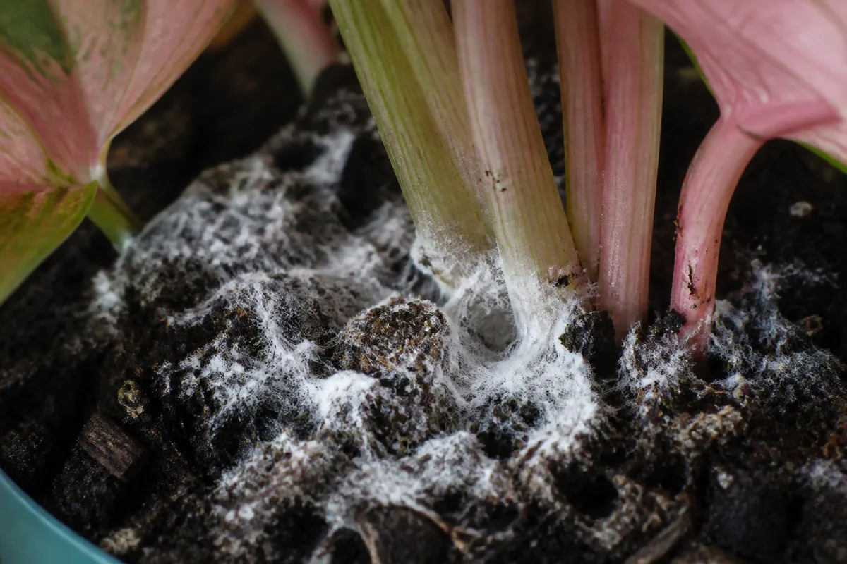 Close-up of Mold on Soil on Syngonium Pink - diagnostic detail