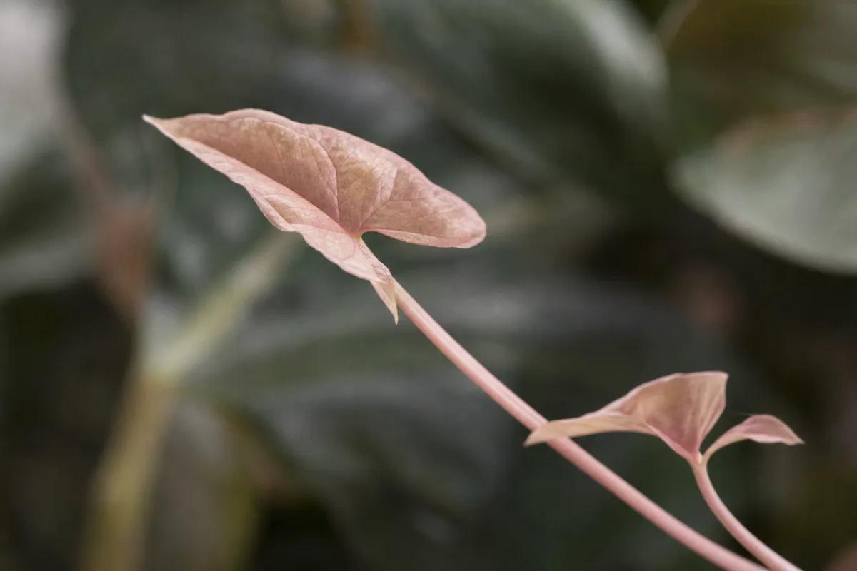 Close-up of Not Enough Light on Syngonium Pink - diagnostic detail