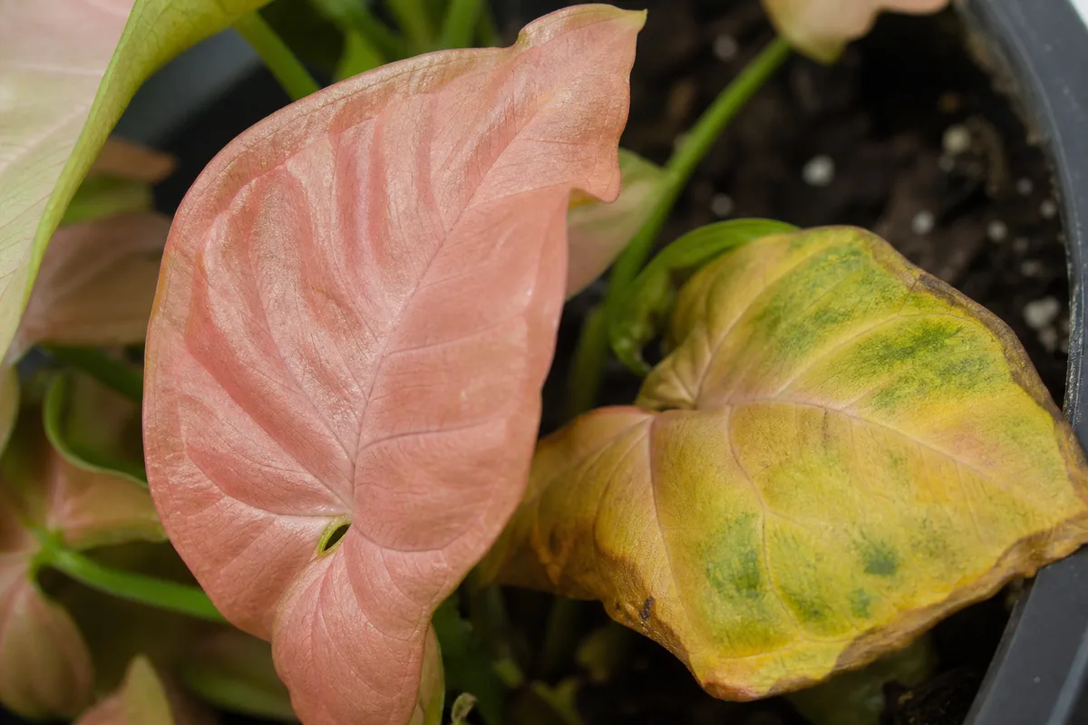 Close-up of Overwatering on Syngonium Pink - diagnostic detail