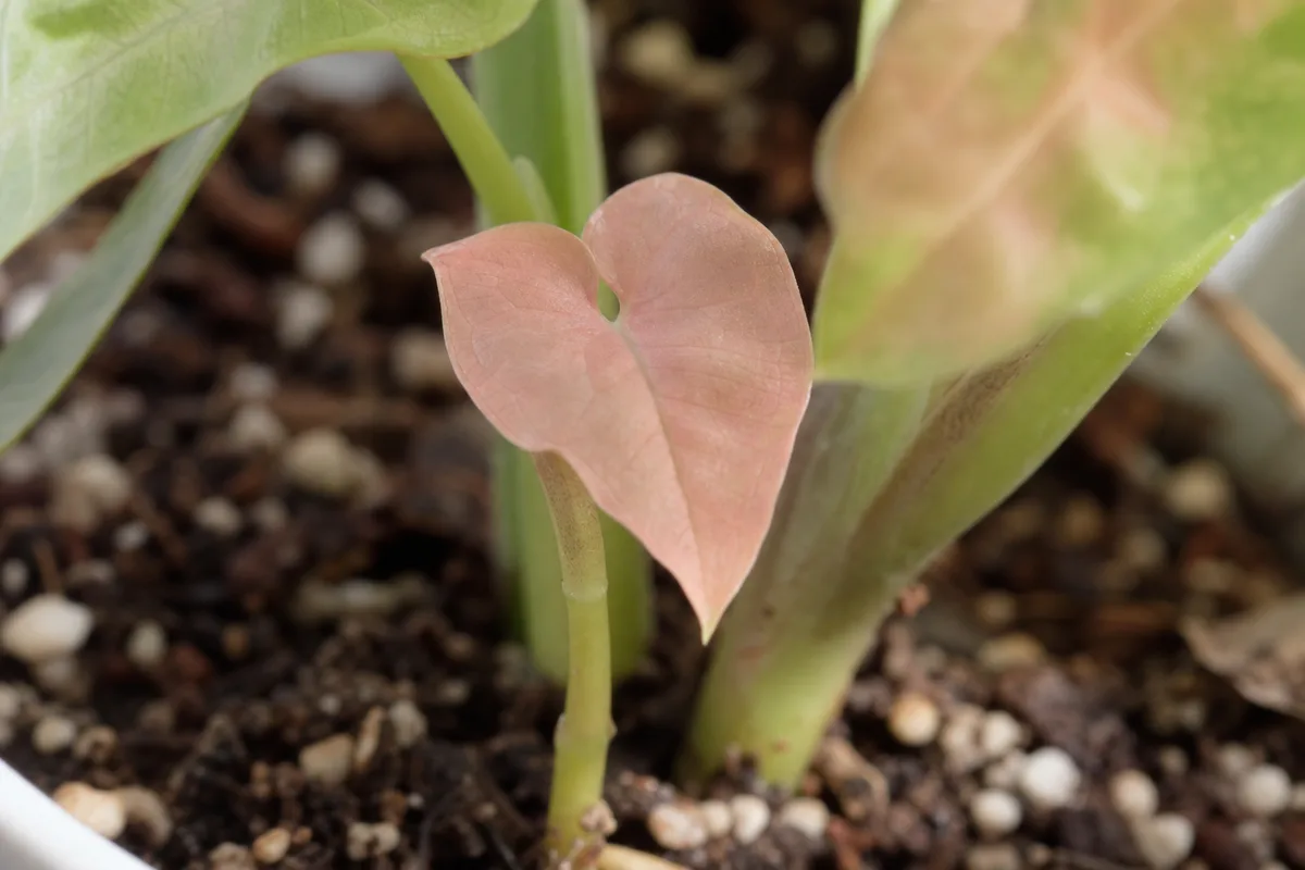 Close-up of Slow Growth on Syngonium Pink - diagnostic detail