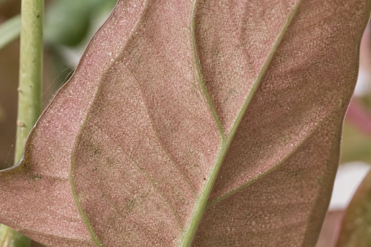 Close-up of Spider Mites on Syngonium Pink - diagnostic detail
