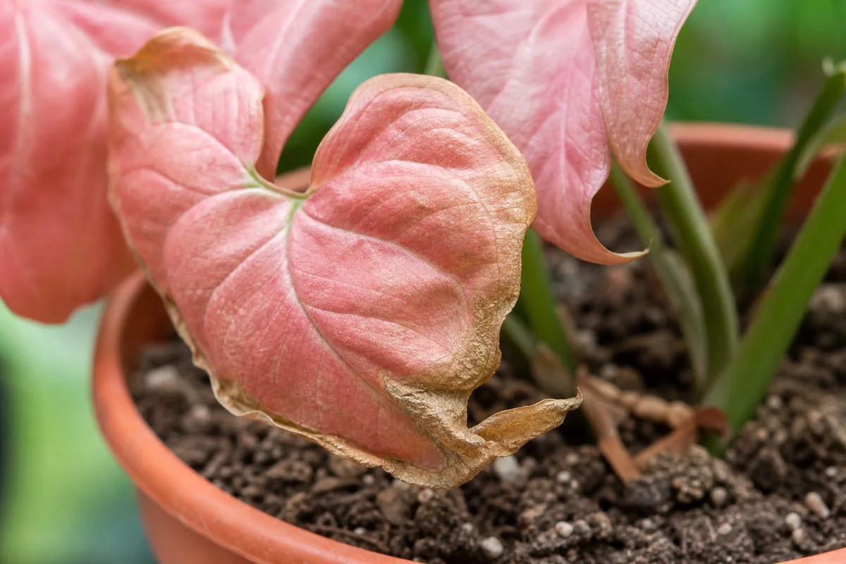 Close-up of Underwatering on Syngonium Pink - diagnostic detail
