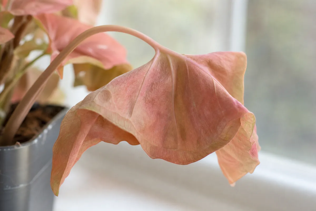 Close-up of Wilting on Syngonium Pink - diagnostic detail