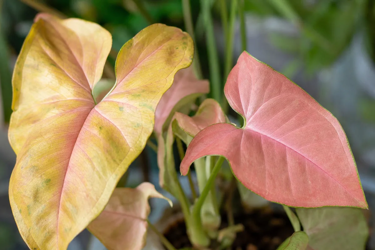 Close-up of Yellow Leaves on Syngonium Pink - diagnostic detail