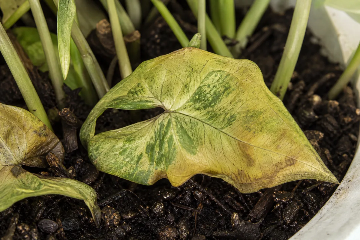 Close-up of Root Rot on Syngonium - diagnostic detail