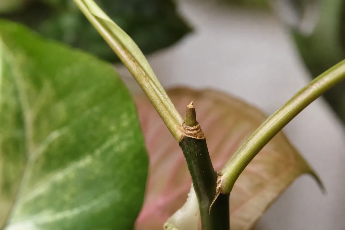Close-up of Slow Growth on Syngonium - diagnostic detail