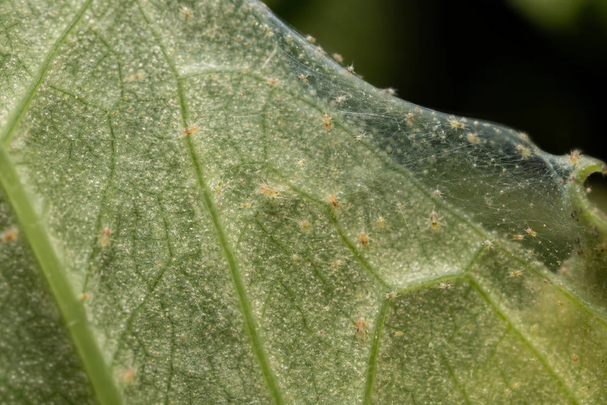 Close-up of Spider Mites on Syngonium - diagnostic detail