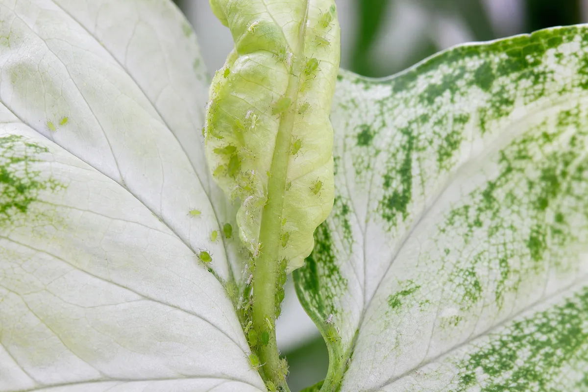 Close-up of Aphids on Syngonium White Butterfly - diagnostic detail