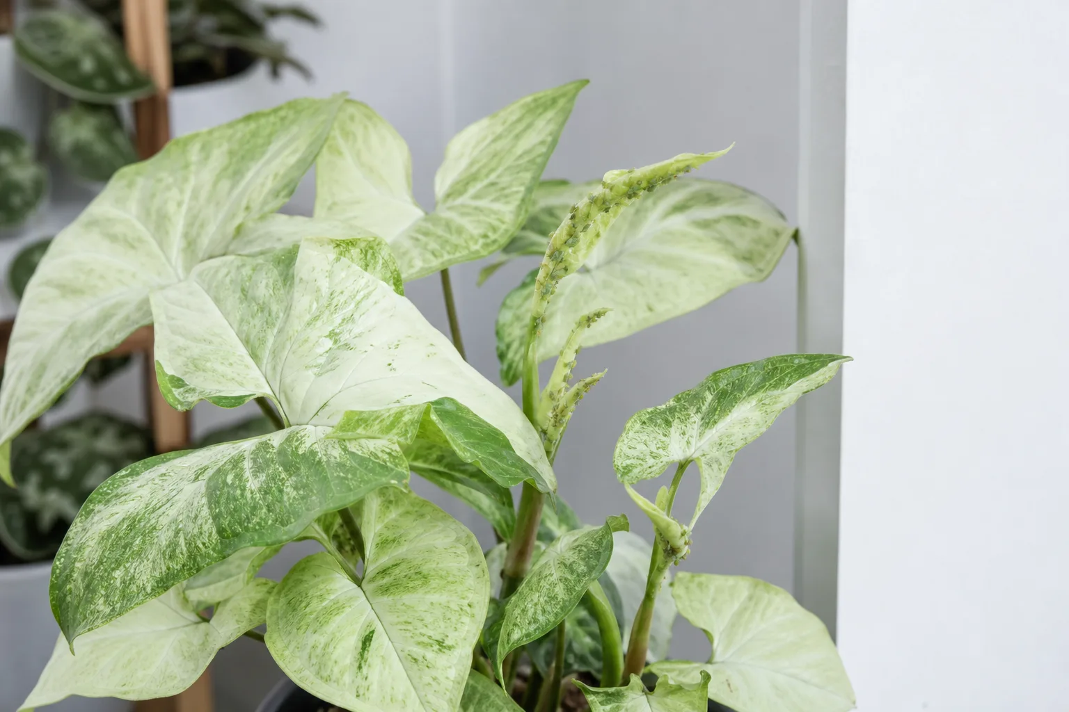 Aphids on Syngonium White Butterfly - visible symptom on the plant