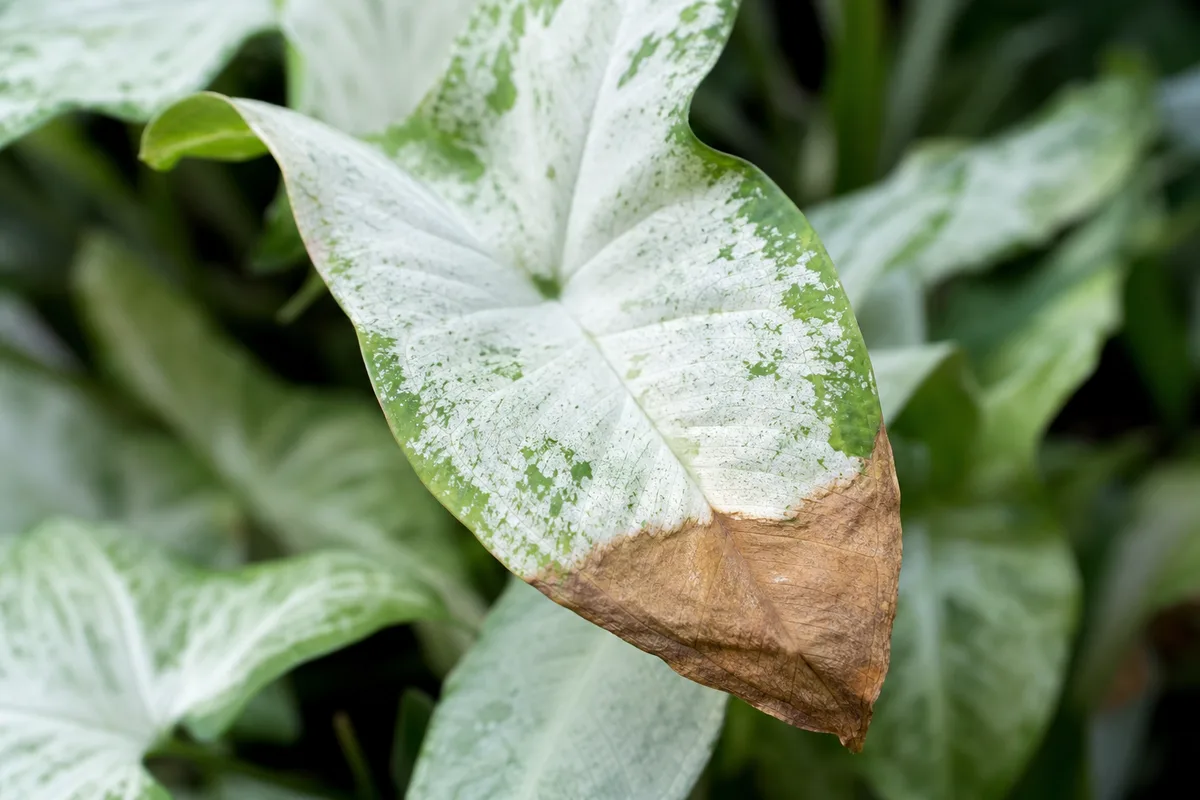 Close-up of Brown Tips on Syngonium White Butterfly - diagnostic detail