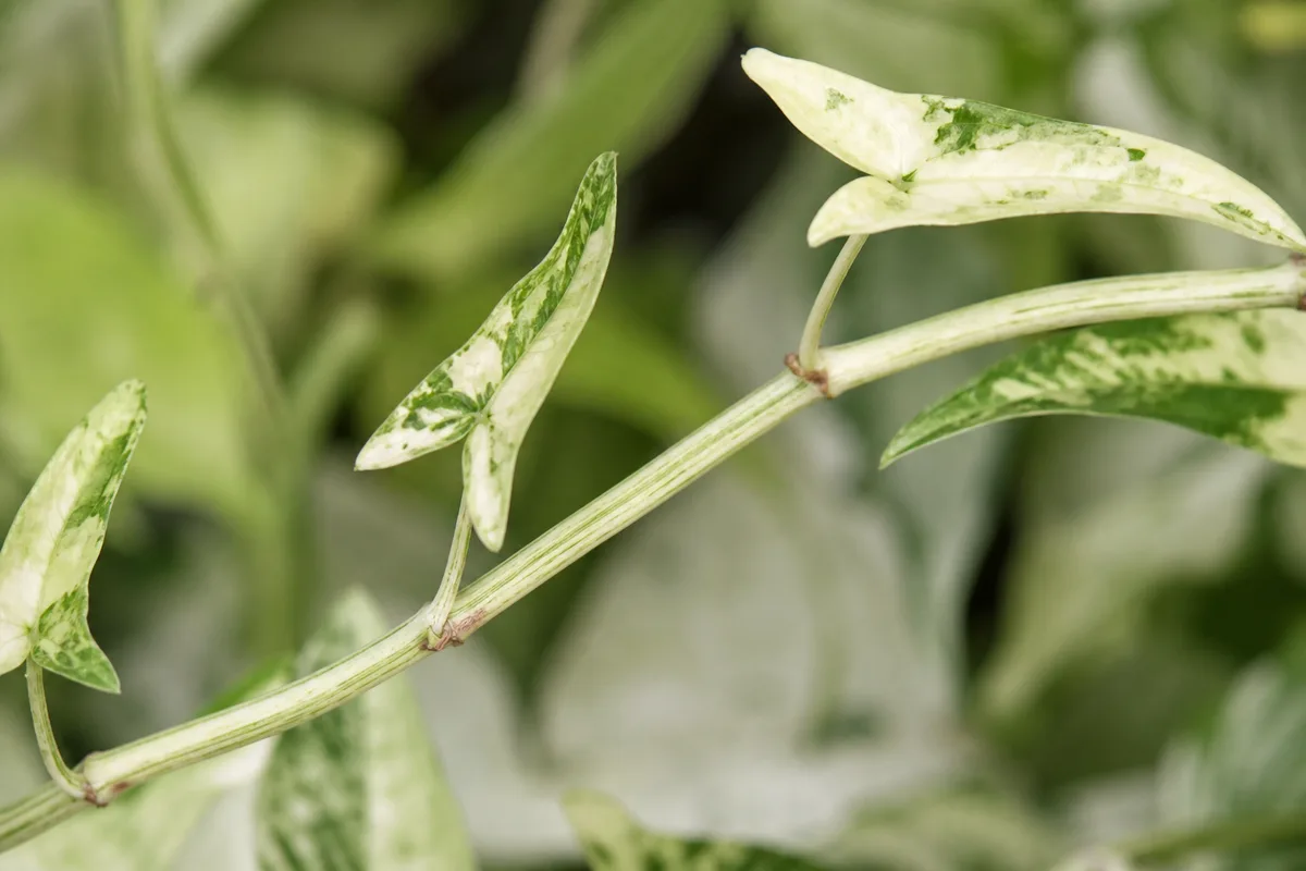 Close-up of Leggy Growth on Syngonium White Butterfly - diagnostic detail