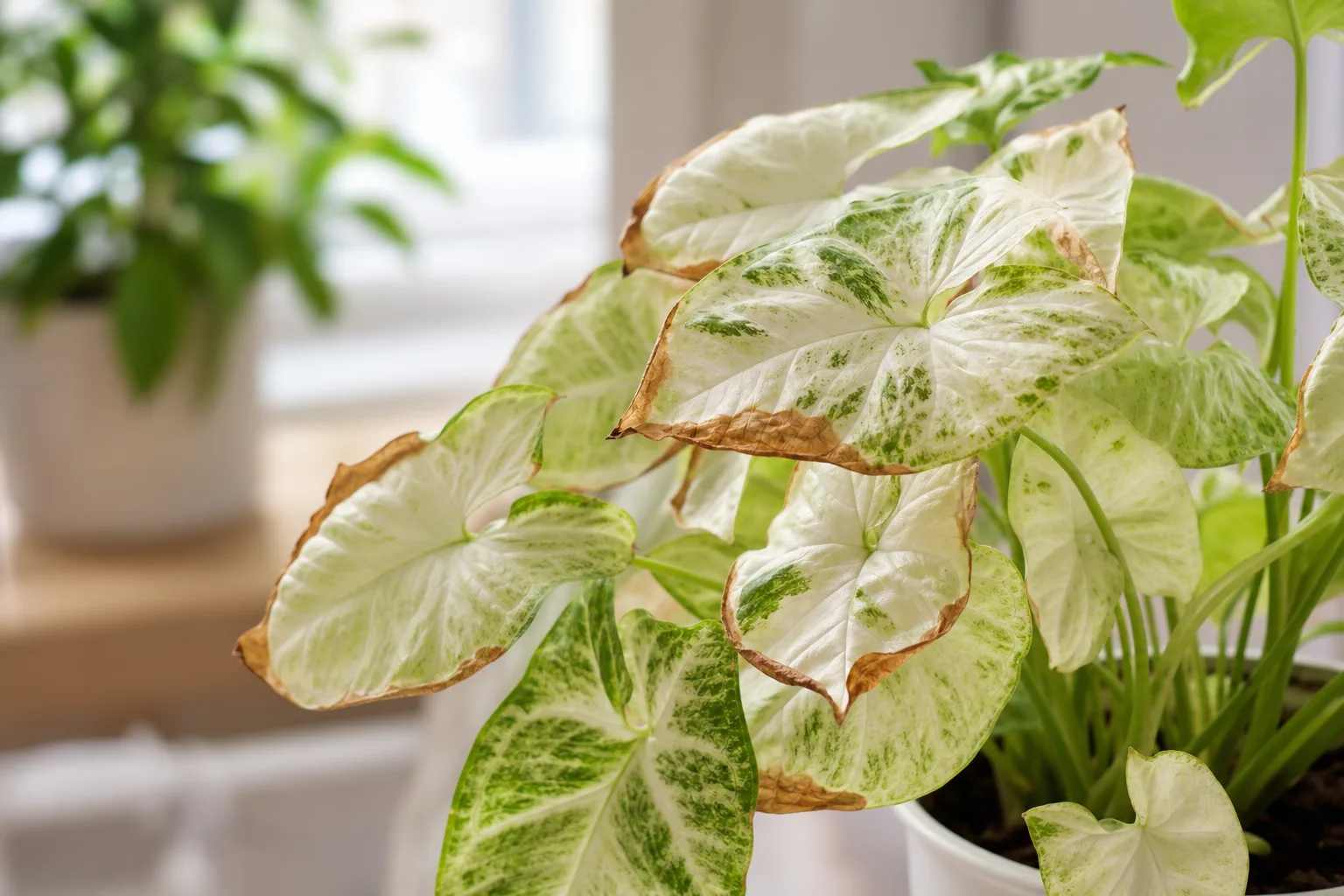 Low Humidity on Syngonium White Butterfly - visible symptom on the plant