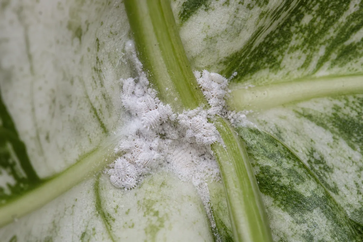Close-up of Mealybugs on Syngonium White Butterfly - diagnostic detail