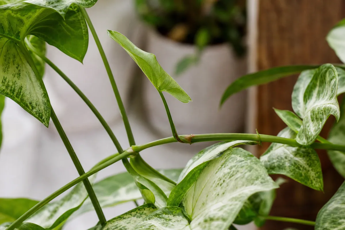 Close-up of Not Enough Light on Syngonium White Butterfly - diagnostic detail